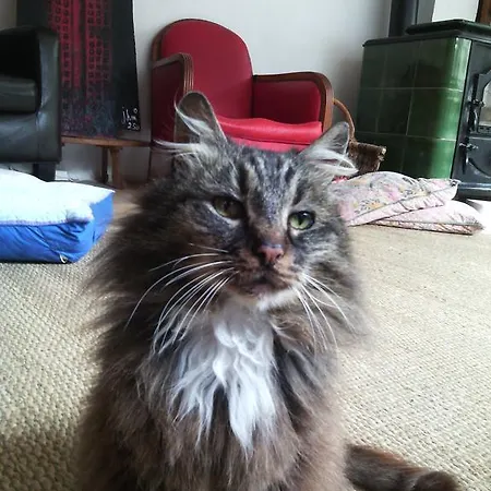 Au Ronfleur Bagnères-de-Bigorre