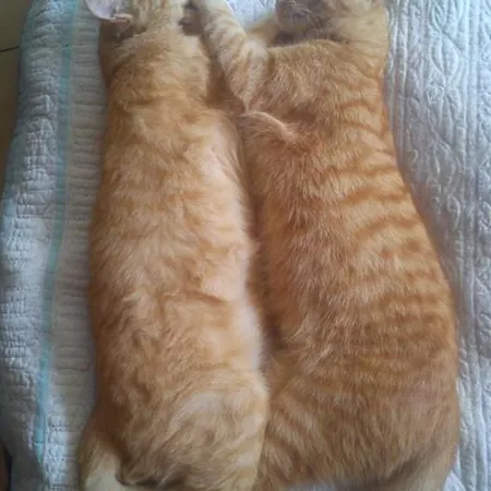 Au Ronfleur バニエール・ド・ビゴール