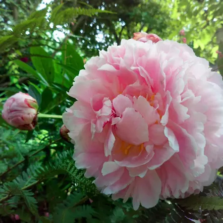 ベッド・アンド・ブレックファスト Au Ronfleur 2*