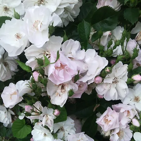 ベッド・アンド・ブレックファスト Au Ronfleur バニエール・ド・ビゴール